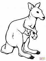 Kangaroo Tree Getdrawings Drawing Draw sketch template
