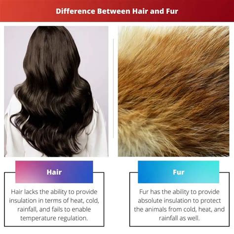 difference  hair  fur
