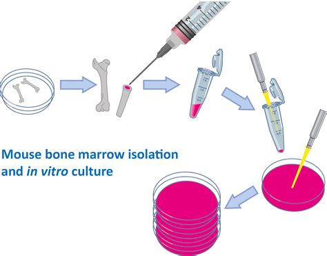 mouse bone marrow isolation   vitro culture mybioscience