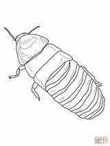 Cockroach Hissing Coloring Madagascar Drawing Pages Clipart Printable Clipground Results Giant Getdrawings sketch template