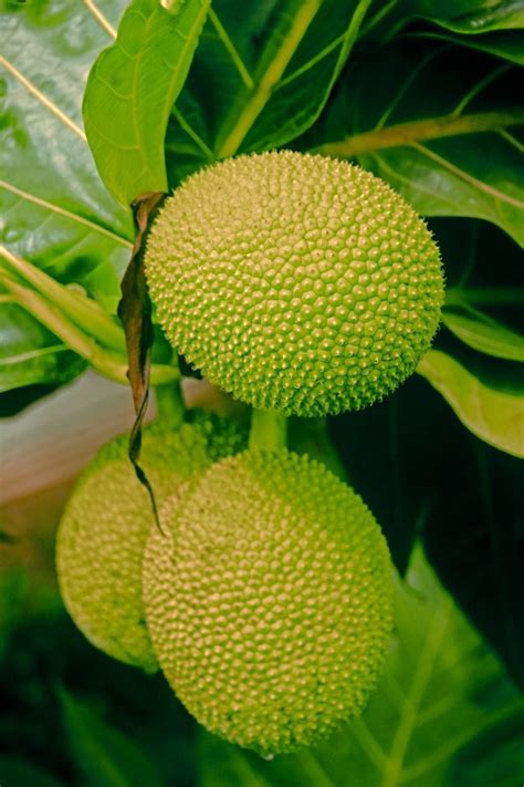 growing breadfruit   pot   plant breadfruit trees  containers