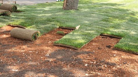 sod installation tips   perfect lawn san diego