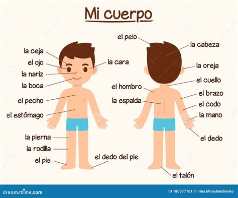 body parts  spanish stock vector illustration  head