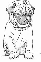 Coloring Pages Pug Animal Pugs Puppy sketch template
