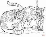 Coloring Pages Wildcat Wildcats European Caracal Andes Mountains Drawings Printable Drawing sketch template