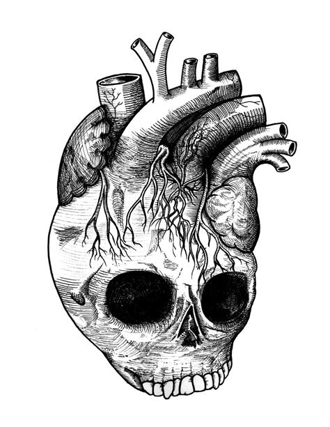 detailed anatomical heart skull black  white  iiixtheory