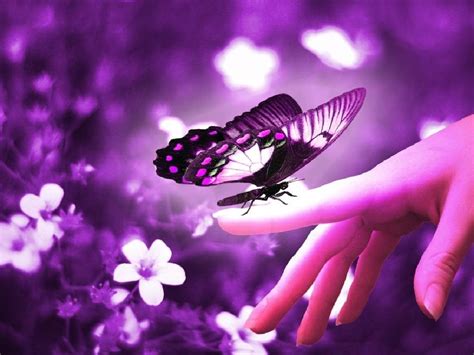 beautiful purple butterfly colors photo  fanpop