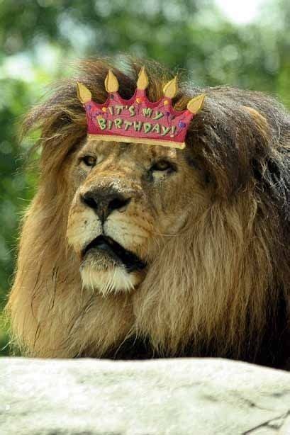 happy birthday leo lion birthday  birthday birthday love animal