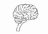 Cerebro Humano Gehirn Cervello Cerveau Malvorlage Hersenen Imagen Edupics Ausmalbild sketch template