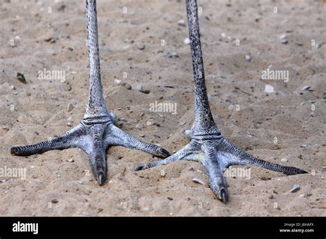 feet   crowned crane stock photo alamy