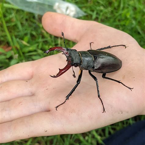 stag beetle crunchy