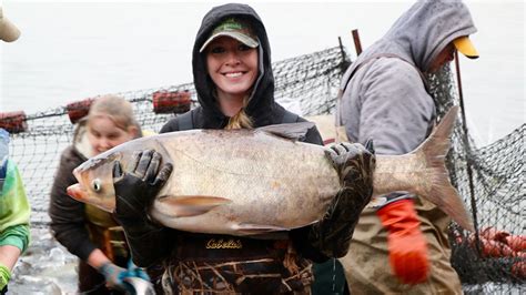 Photos Capturing The Invasive Asian Carp In The Illinois River