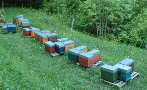 antipodes beautiful beehives