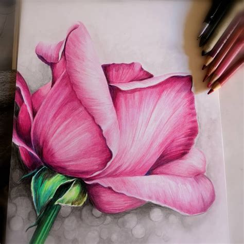colored pencil flower drawings