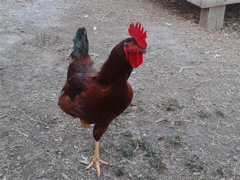 Link To Telling Sex Of Rhode Island Red Rooster And Hens Page 7