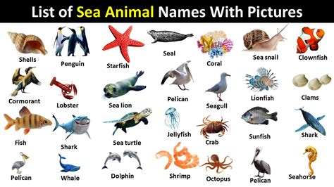 list  sea animals  pictures vocabularypointcom