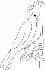 Parrot Perroquet Kleurplaten Papagaai Kolorowanki Mewarnai Papugi Coloriages Burung Parrots Kleurplaat Papuga Kolorowanka Pappagalli Malvorlage Papegaaien Parkiet Bayan Malvorlagen Animierte sketch template