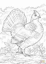 Grouse Drawing Coloring Getdrawings Ruffed sketch template