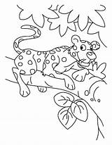 Designlooter Leopard sketch template