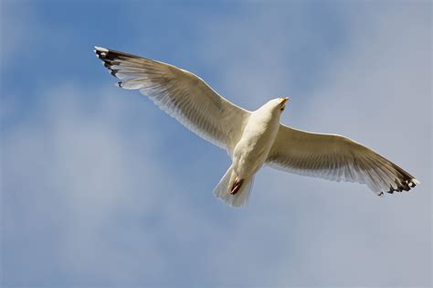 photo bird flying air sweep seabird   jooinn