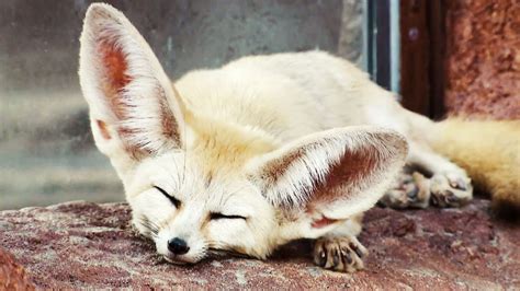 absurd creatures  fennec fox   cute     literally