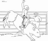 Bull Coloring Riding Pages Bucking Printable Drawing Color Print Pbr Miniature Cowboy Bulls Drawings Sheets Kids Books Popular Onlycoloringpages Coloringhome sketch template