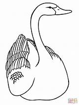 Swan Coloring Pages Swans Drawings Drawing Printable sketch template