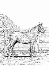 Paarden Kleurplaat Volwassenen Pferde Horses Paard Kleurplatenenzo Coloring Malvorlage Stemmen 1014 Stimmen sketch template