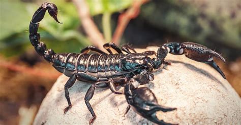 scorpion insect facts scorpiones az animals