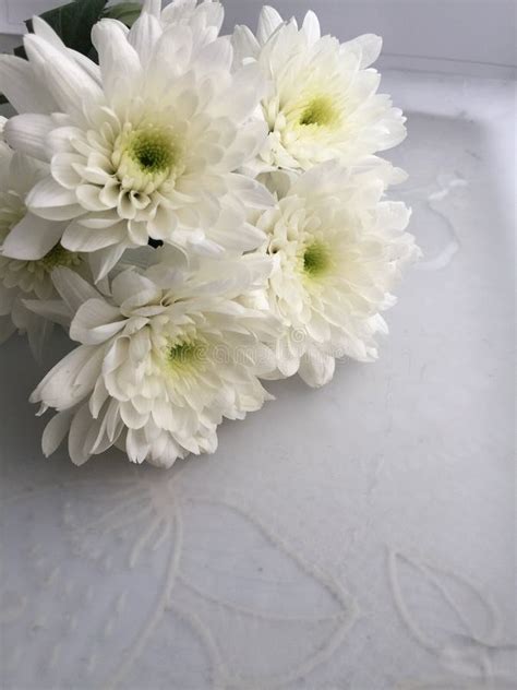flower stock image image  background white light