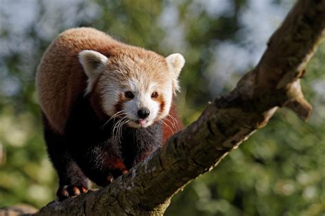 extraordinary red pandas paradoxoff