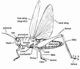 Bug Parts Anatomy Insect Body Wings Insects Key Wing Ufl Edu Grasshopper Diagram Entnemdept Animal Drawing Club Bugs Locust Basic sketch template