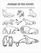 Arctic Coloring Animals Pages Coloringbay sketch template