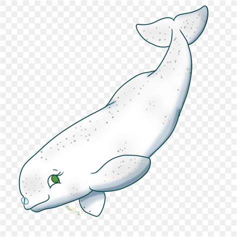 beluga whale drawing clip art png xpx beluga whale animal