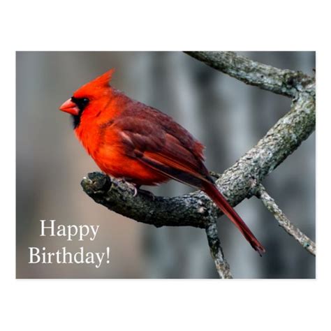 happy birthday cardinal postcard zazzlecom