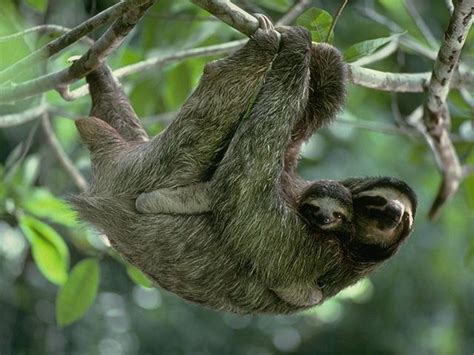 earlham biology maned sloth