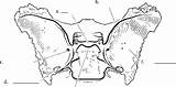 Sphenoid Ethmoid Temporal Bones Spinal Cord Amd Superior Wing sketch template