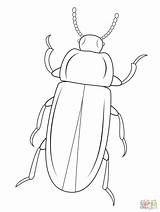 Beetle Coloring Pages Mealworm Printable Beetles Template Goliath Outline Cartoons Bug Insect Kids Patterns Drawing Click Clipart Color Drawings Realistic sketch template