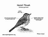 Thrush Hermit Diagram Res Hi Coloring sketch template