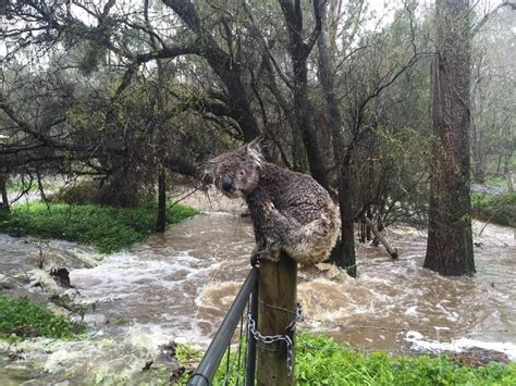 wet koala bear becomes face of south australian floods the independent