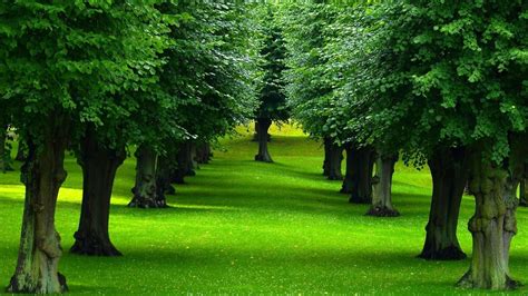 nature landscape green plants trees grass leaves forest