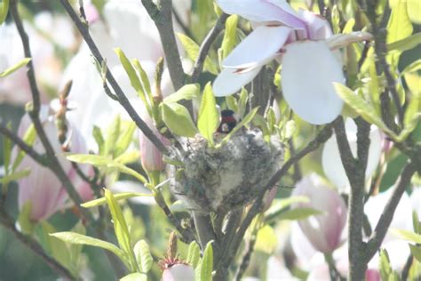 newsflash goldfinchs nest  garden exclusive photographs  webcam