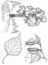 Coloring Pages Trees Tree Contains Coniferous Deciduous Fruit Section Both sketch template