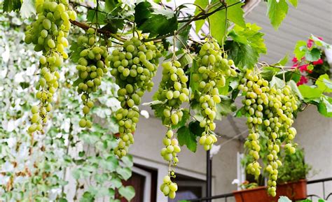 grow grapes  home depot