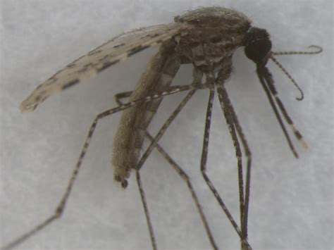 Researchers Use Artificial Intelligence To Id Mosquitos Eurekalert