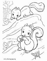 Coloring Trees Cute Squirrels Playing Printable Two Colouring Squirrel Clipart Comments Library Fun sketch template