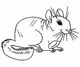 Chinchilla Coloring Pages Print Animal Animals Color Visit Chinchillas Colouring Template sketch template