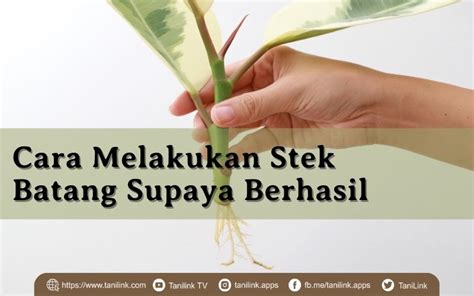 melakukan stek batang  pakemnya