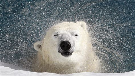Do Polar Bears Eat Sea Lions