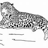 Coloring Pages Animal Realistic Printable Animals Jaguar Outline Print Kids Grassland Teens Clipart Drawing Sheets Color Safari Wildlife Teenagers Library sketch template